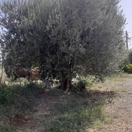 Dimora Del Sole Bed & Breakfast